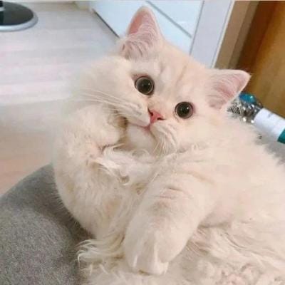 جناح میرزا avatar